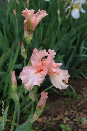 Salmon-pink iris blooming on the green background in the garden