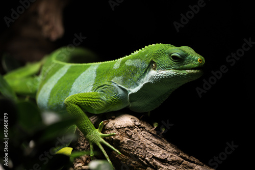 Closeup photo of green iguana sitting on the tree
