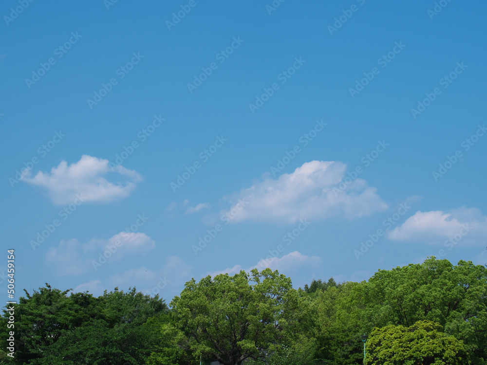 青空と木々