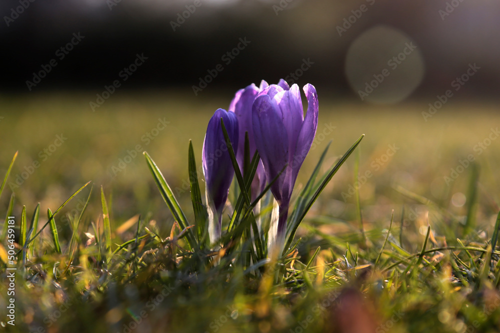 detailaufnahme von lila krokus auf einer grünen wiese im frühling detailaufnahme von lila krokus auf einer grünen wiese im frühling