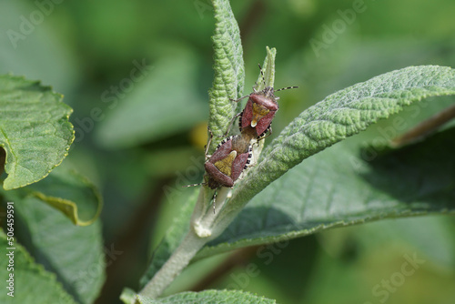 Fotografi Two mating Sloe bugs (Dolycoris baccarum), family Pentatomidae on leaves of a summer lilac (Buddleja davidii)
