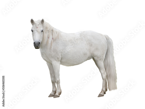White horse with pigtails and pink rubber bands isolated on white background