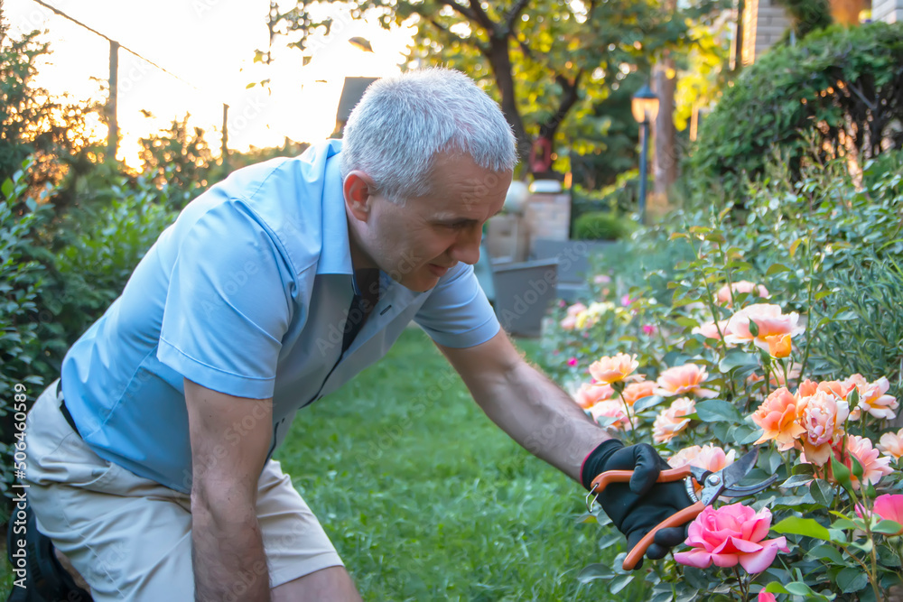 Mature gardener making arrangement and cutting a rose bush using pruning shears.Men's hands cut a rose with a secateurs.