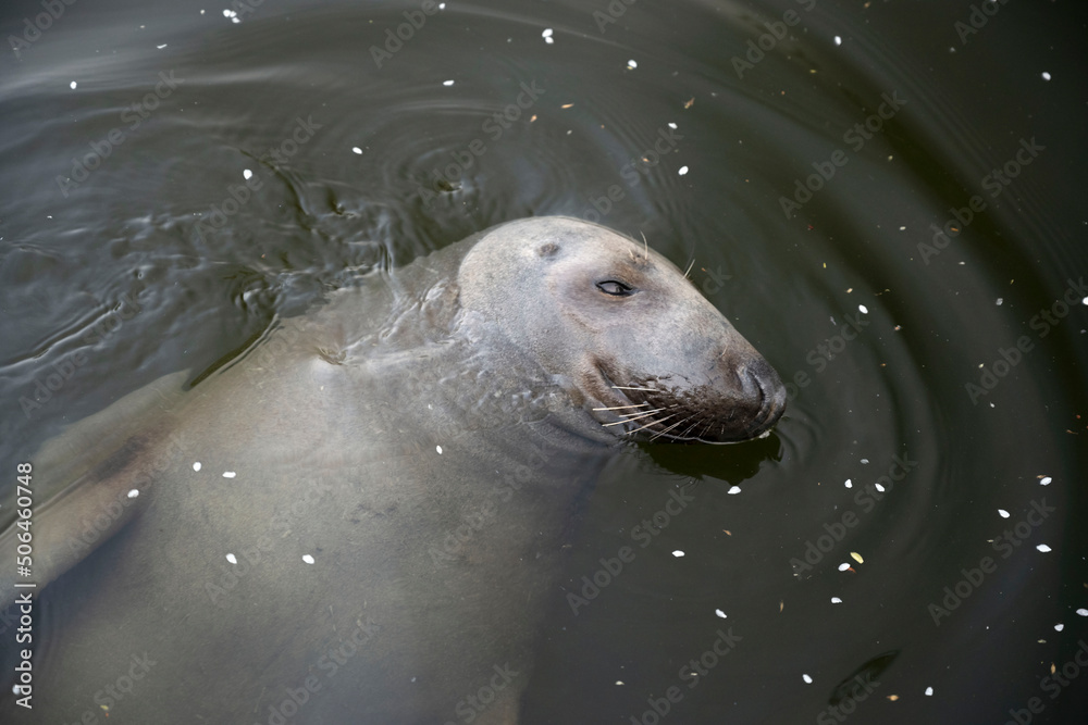 Fototapeta premium close-up of a seal floating on its back