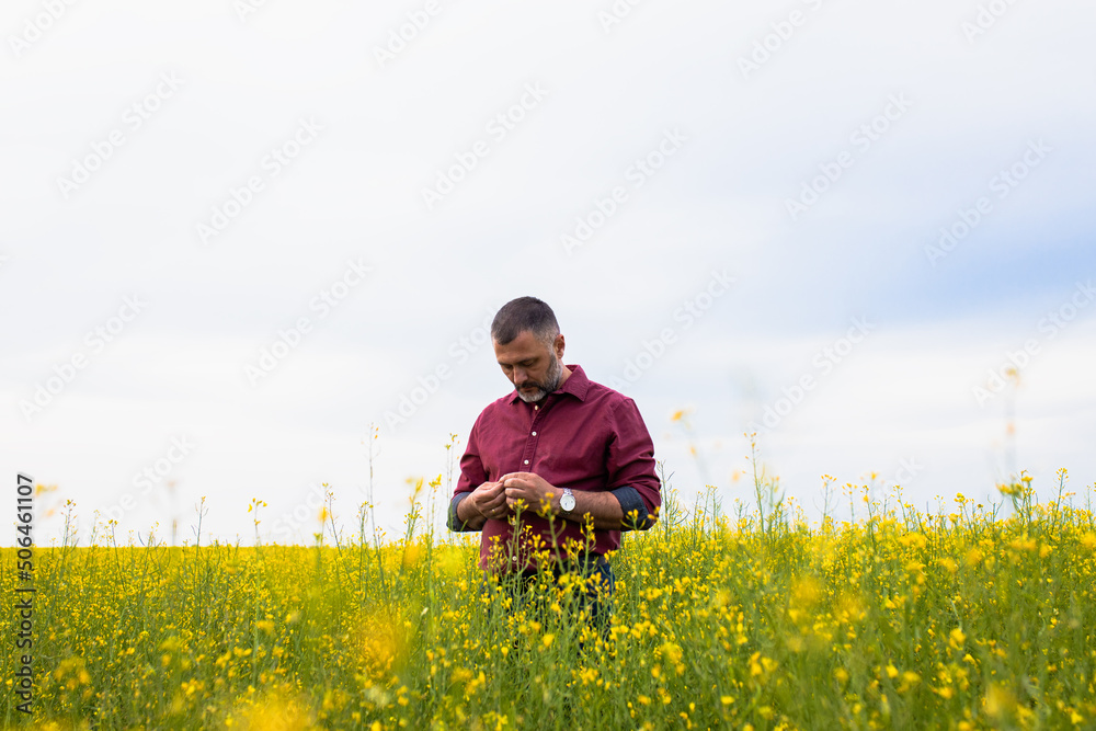 Middle age farmer standing in rapeseed field examining crop. Middle age farmer standing in rapeseed field examining crop.