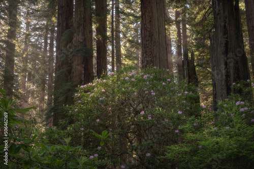 Rhododendron's blooming in the Redwood forest, California