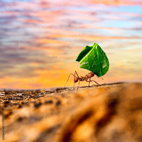 Leaf-cutter ant carrying leaf piece on tree log © -Marcus-