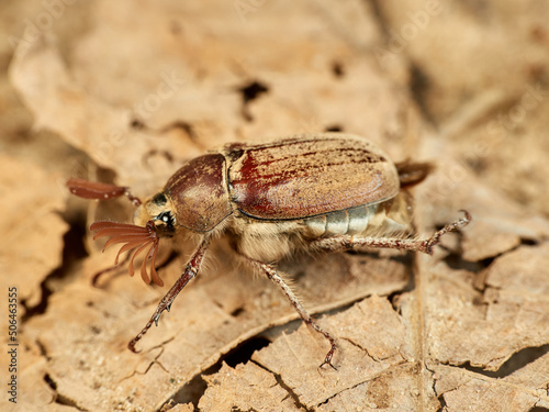 Cockchafer Beetle in a natural environment. Melolontha baetica. 