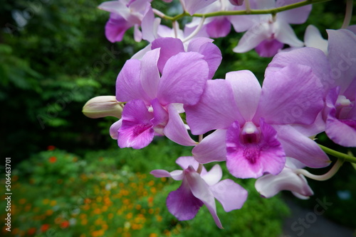 Flower focus ,Christmas orchid in the Rot Fai park, Thailand. beautiful nature, Travel and relaxation, fresh air and make you feel refreshed. photo.