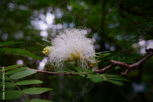 Flower focus, Tree (Acacia gerrardii) in the Rot Fai park, Thailand. beautiful nature, Travel and relaxation, fresh air and make you feel refreshed. photo.