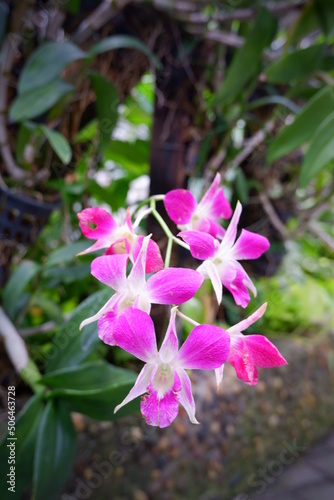 Flower focus   orchid