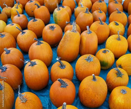 Pumpkins for sale, market, central Wisconsin
