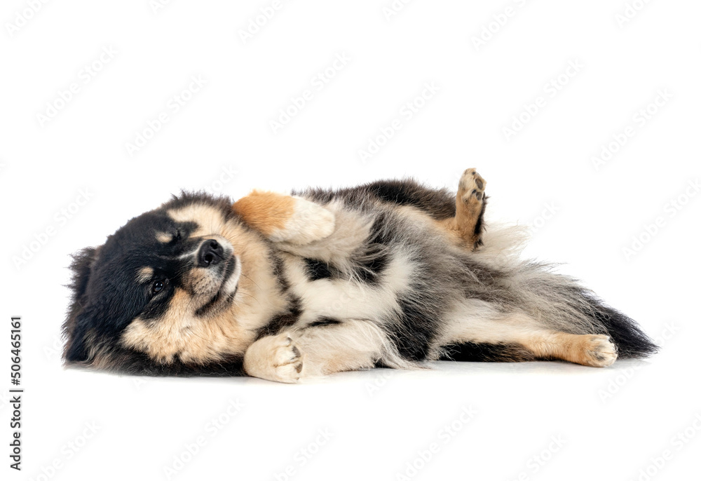 Finnish Lapphund in studio Finnish Lapphund in studio