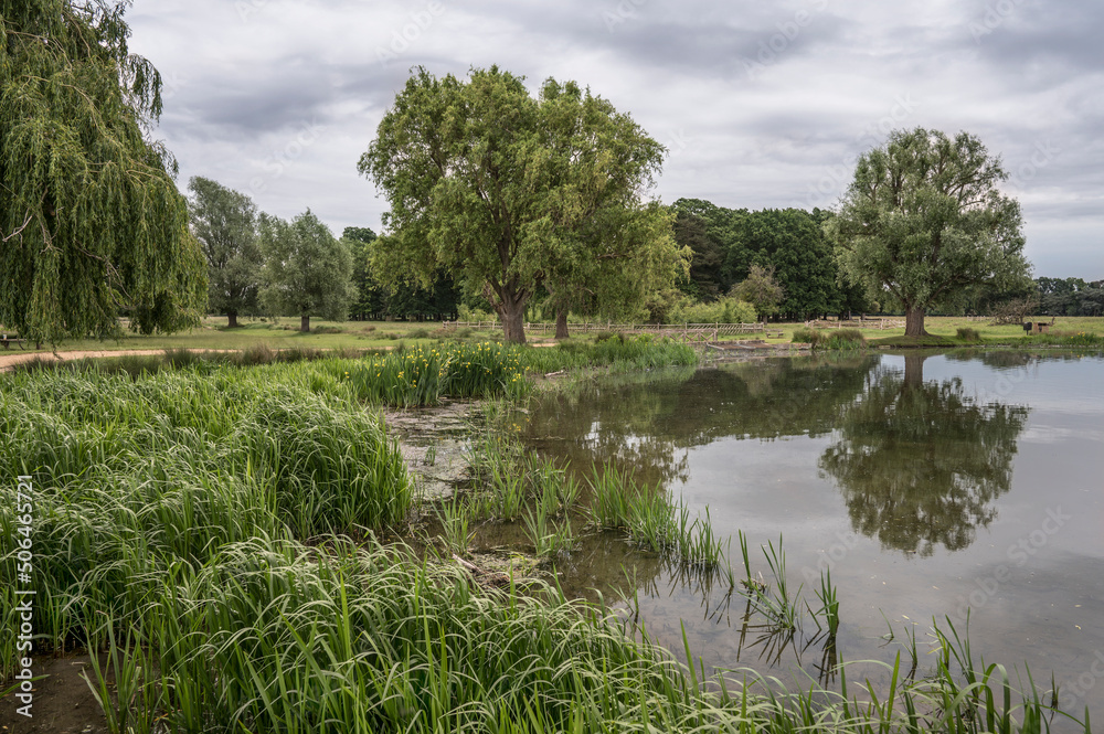 Fototapeta premium Reeds and grasses in Surrey