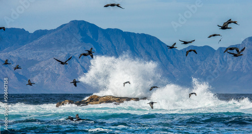 Big flock of cormorants are flying against the backdrop of the sea and waves. False Bay. South Africa. photo
