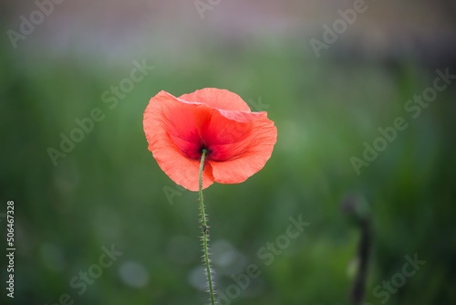 Closeup of one wild poppy in a meadow