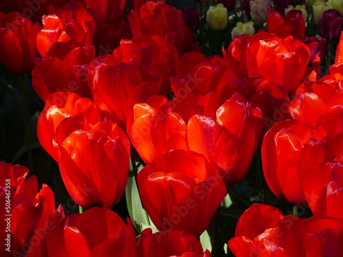 The freely accessible Poldertuin (Polder Garden) in Anna Paulowna, North Holland, Netherlands, attracts thousands of visitors every spring; here in the picture a cluster of bright red tulips photo