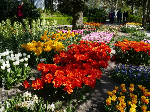 Tulips of all kind of colours at the Poldertuin (Polder Garden) of Anna Paulowna, North Holland, Netherlands photo
