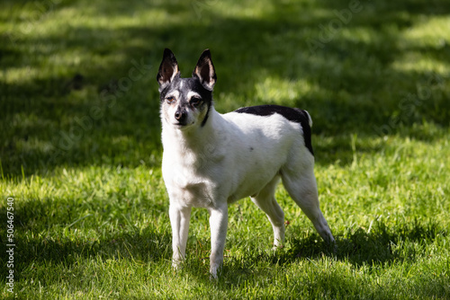 Adorable Toy Fox Terrier Dog relaxing on grass outside. Sunny day