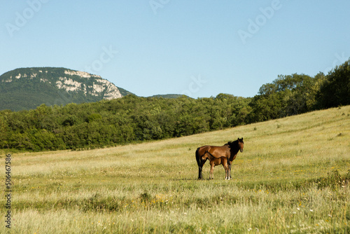 A bay mare with her little foal on the field