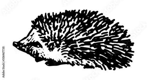 Hedgehog clip art. Single doodle of wild animal isolated on white. Hand drawn vector illustration in engraving style.