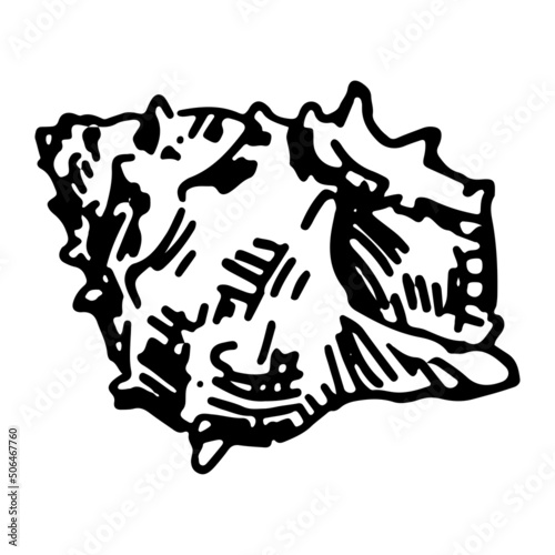 Seashell sketch clipart. Single doodle of mollusk shell isolated on white. Hand drawn vector illustration in engraving style.