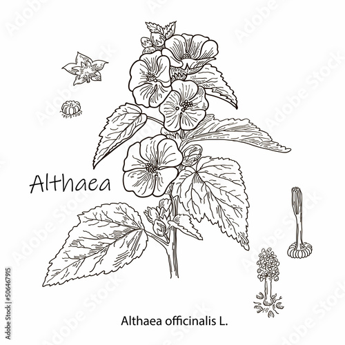 Althaea officinalis, or common marshmallow - medicinal herb. Hand drawn botanical vector illustration