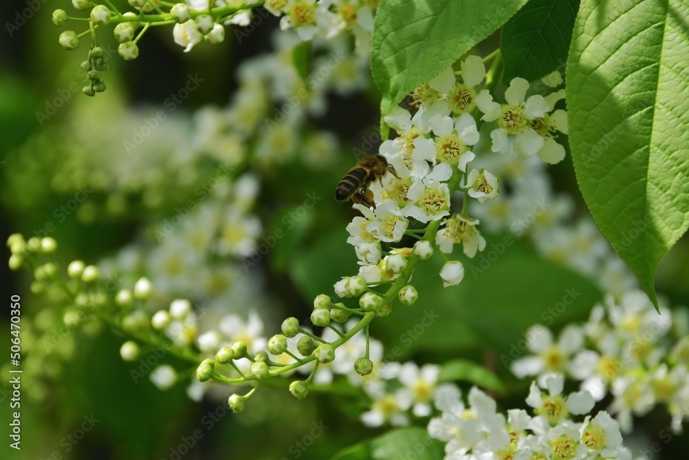 Fototapeta premium The worker bee collects the first spring honey