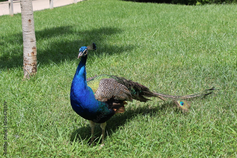 Fototapeta premium peacock in the grass