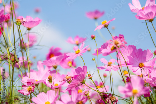 Pink and red cosmos flowers garden and soft focus