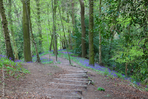 Woodland Path with Steps going down a Hill, Houghall Wood, Durham, County Durham, England, UK.
