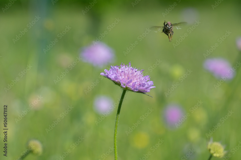 Blossom of a field scabious (Knautia arvensis) and a flying insect out of focus. Blossom of a field scabious (Knautia arvensis) and a flying insect out of focus.