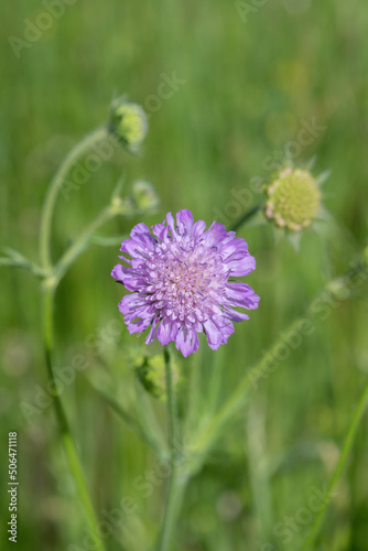 Closeup of a field scabious blossom (Knautia arvensis).