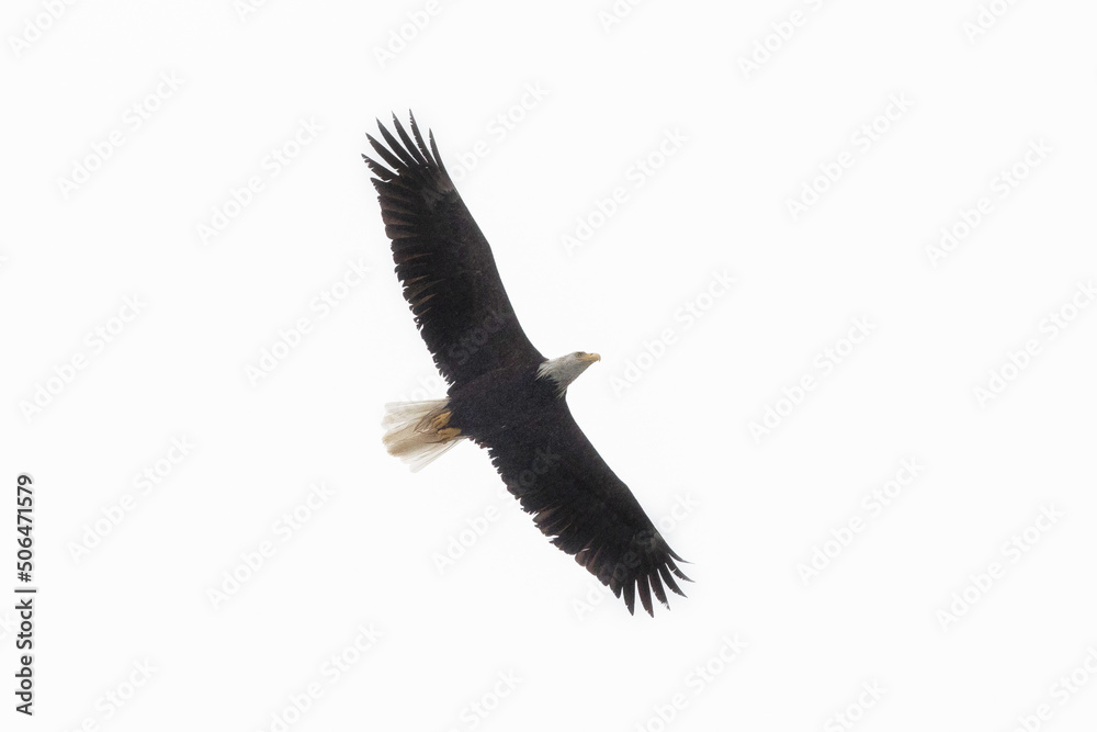 Fototapeta premium eagle in flight