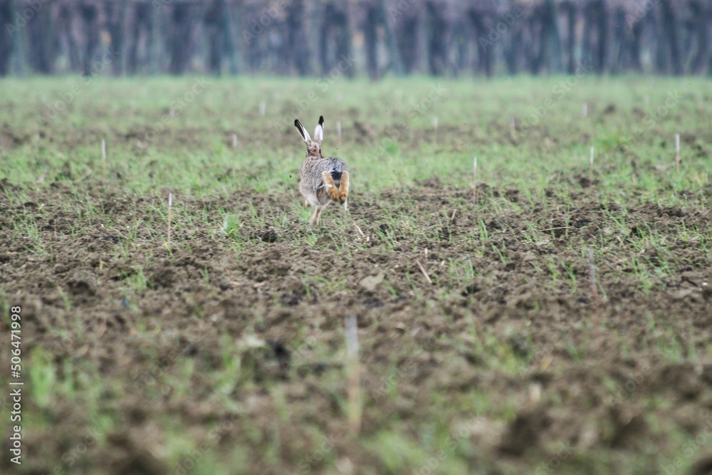 Fototapeta premium Brown european hare (Lepus europaeus) running away in countryside crossing cultivated agricultural fields - Concept of free wildlife in nature - coexistence between agriculture and wild animals
