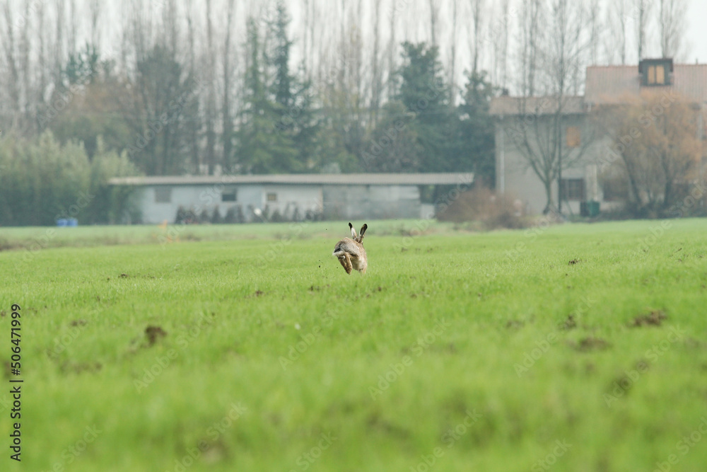 Brown european hare (Lepus europaeus) running away in countryside crossing cultivated agricultural fields - Concept of free wildlife in nature - coexistence between agriculture and wild animals Brown european hare (Lepus europaeus) running away in countryside crossing cultivated agricultural fields - Concept of free wildlife in nature - coexistence between agriculture and wild animals
