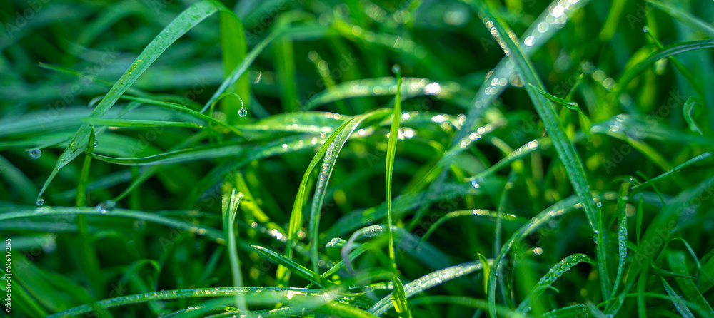 Green grass with dew drops in the rays of the sun. Side view. Selective focus. Green grass with dew drops in the rays of the sun. Side view. Selective focus.