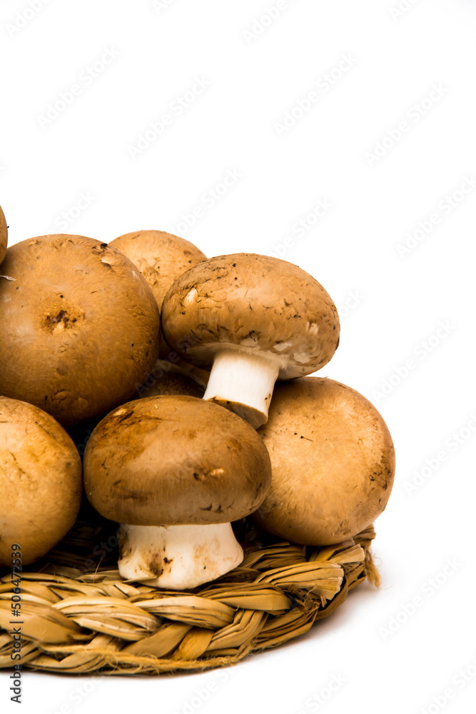 Mushrooms on white background