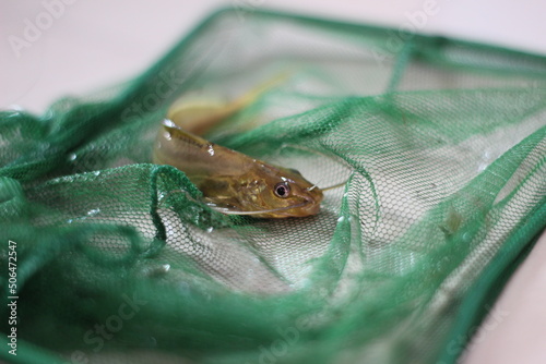 Mystus fish in net tegra fish catching with cast net native seenghala kantia fish species of India photo