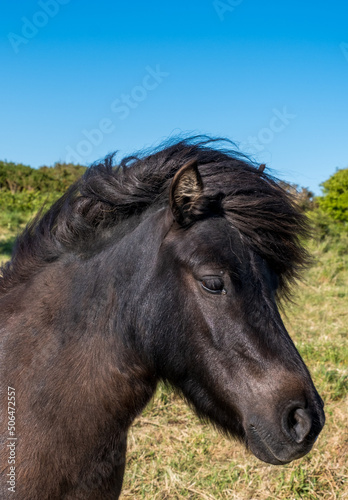 Head of a pony set to graze wild