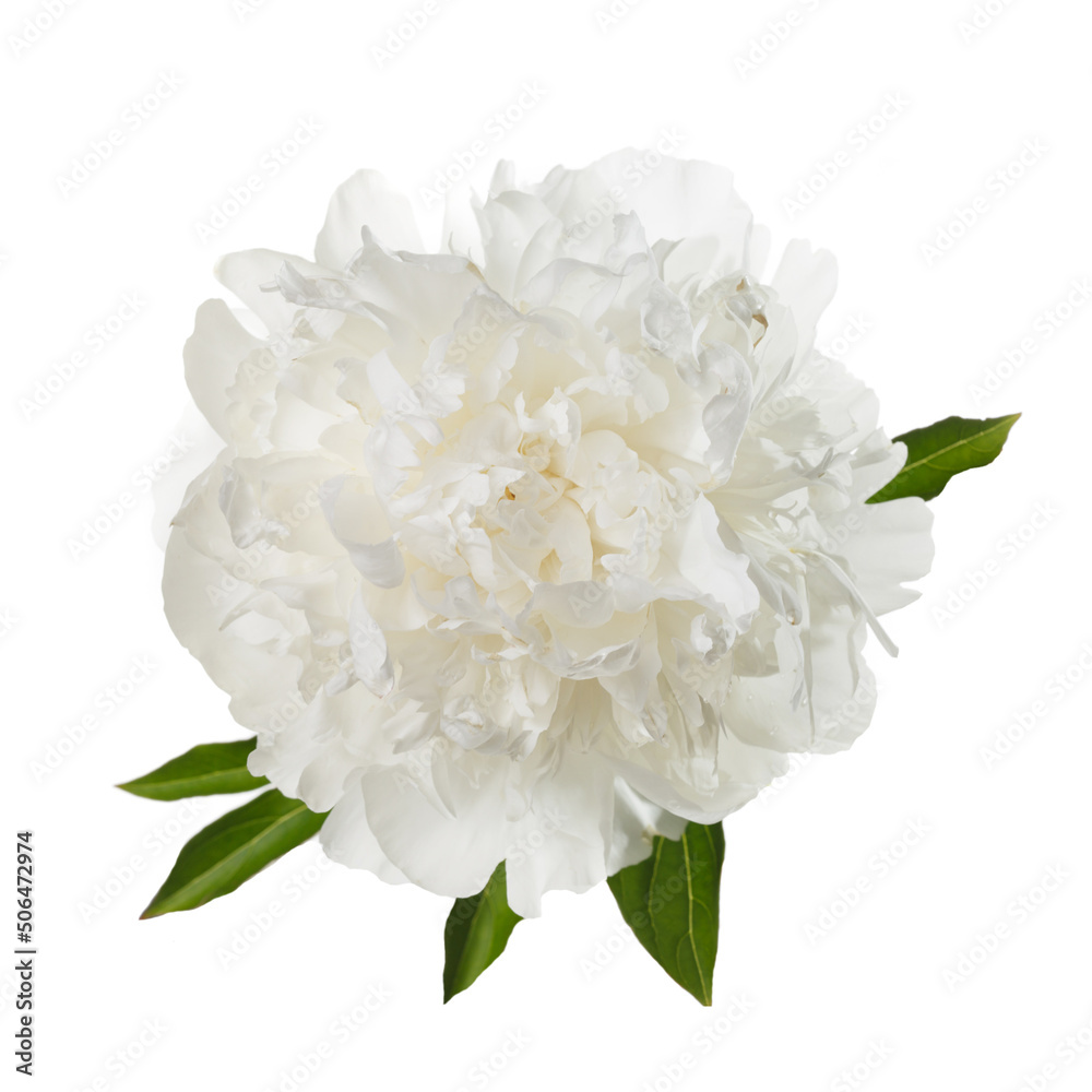 Beautiful delicate peony flower isolated on white background.