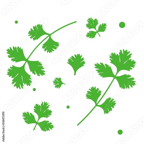 Parsley or cilantro herb vector icons