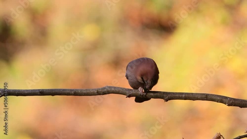 4k video. The Eurasian Jay, Garrulus glandarius, standing on a tree and eats a grain of corn on a branch in a windy autumn day. photo