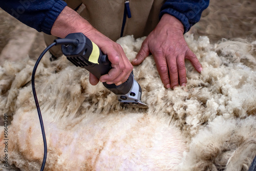 Sheep hair cutting. Farmer's hands cutting sheep's wool with an electric machine.