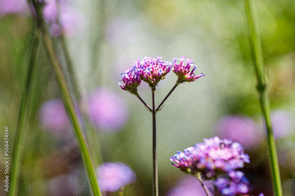 Fototapeta premium Beautiful flower close-up