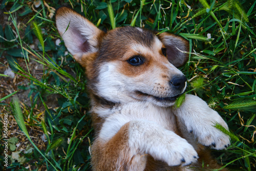 Cute terrier puppy posing on the grass