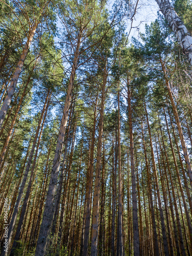 Pine forest. Tall tree trunks stretch upwards. Beautiful summer view © Евгений Казанцев