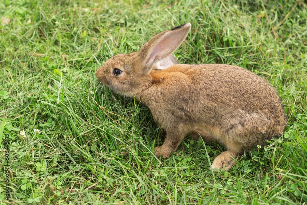 Fototapeta premium Young brown rabbit eating grass in the pasture at a Summer's evening.