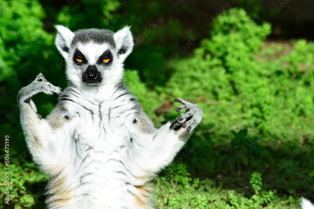 Portrait of a lemur in the jungle, sunbathing.