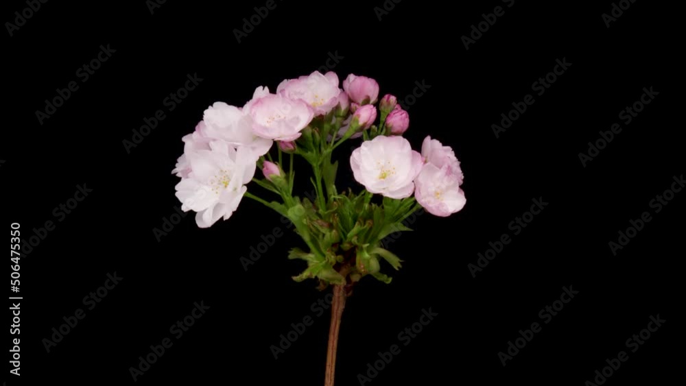 Time-lapse of a pink flowers cherry blossom. Spring flower Sakura blooming on black background. Time-lapse of a pink flowers cherry blossom. Spring flower Sakura blooming on black background.